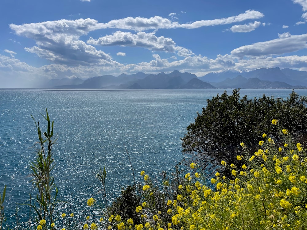 a body of water with yellow flowers and a hill with mountains in the background