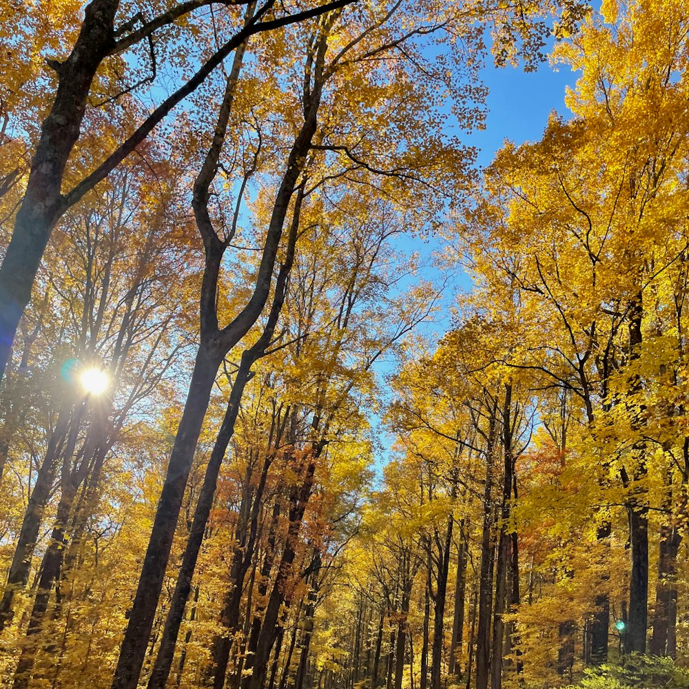 sun shining through trees