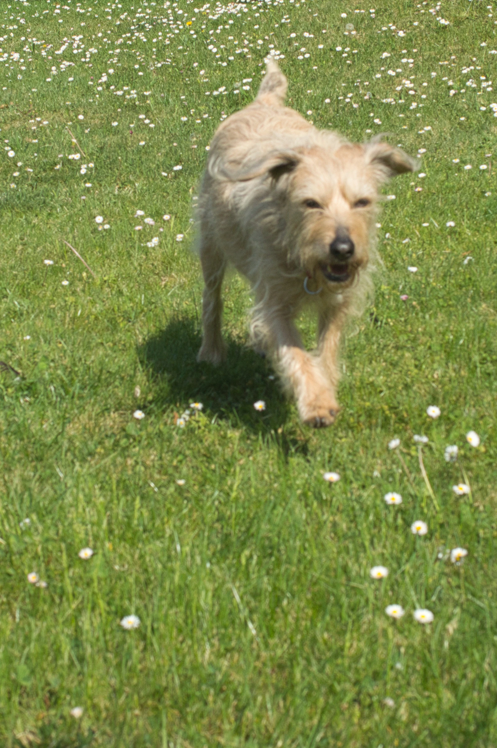 Un golden retriever corre por una zona de hierba y flores