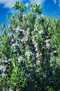 Макро кадър на цъфтящ розмарин — бледосини цветове, събрани по изправените зелени стъбла в градината