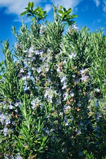 Макро кадър на цъфтящ розмарин — бледосини цветове, събрани по изправените зелени стъбла в градината