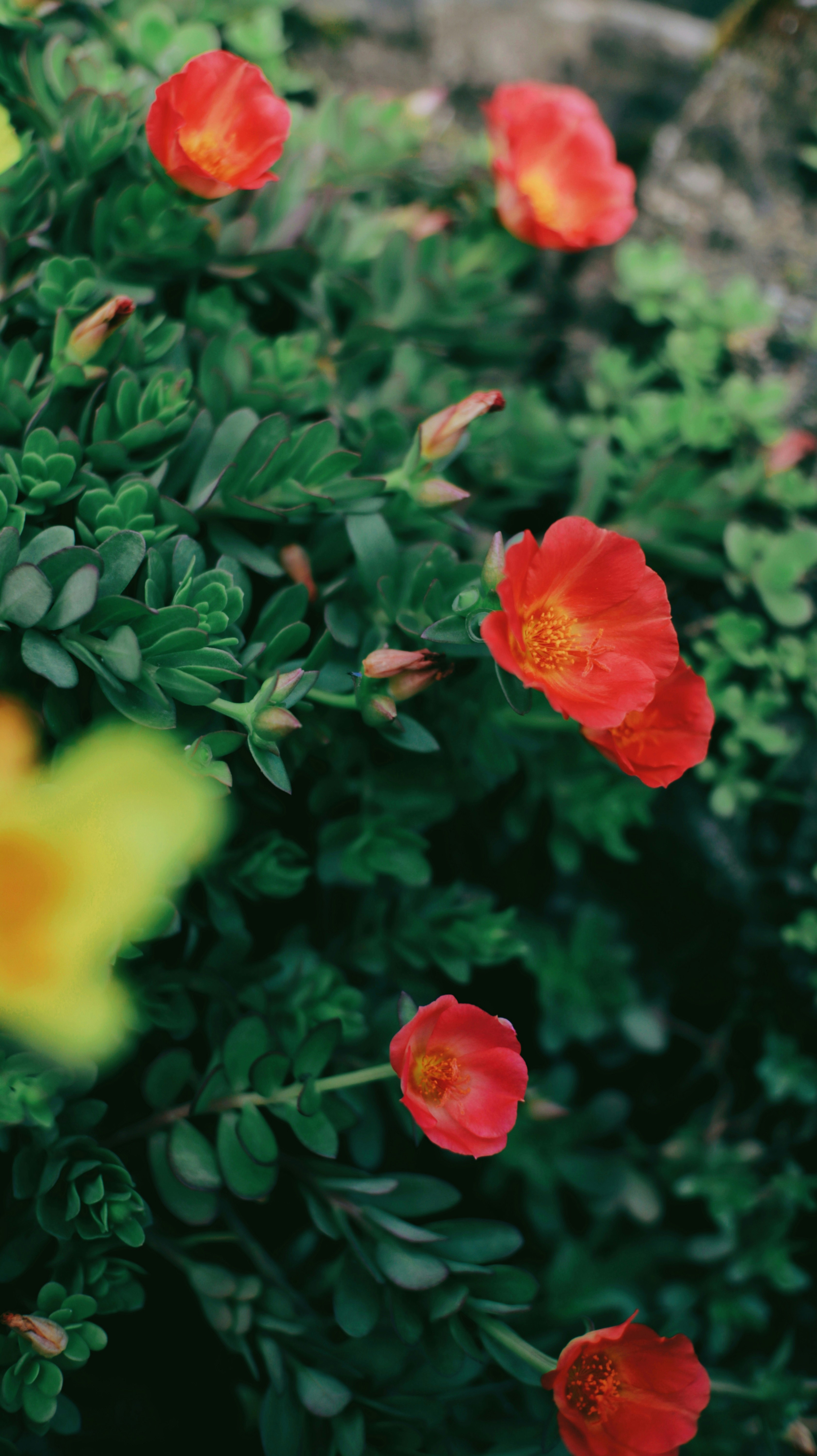 Photo by niranjanborah