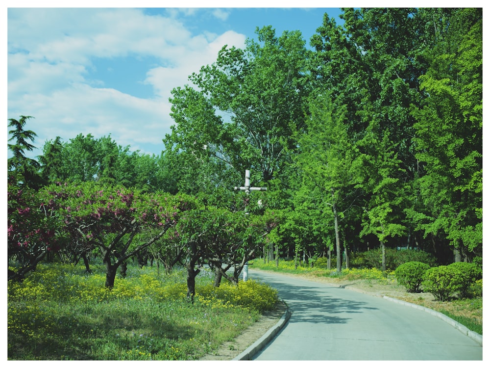 a road with trees on the side