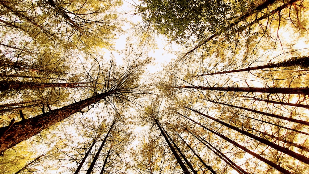 looking up at trees and sky