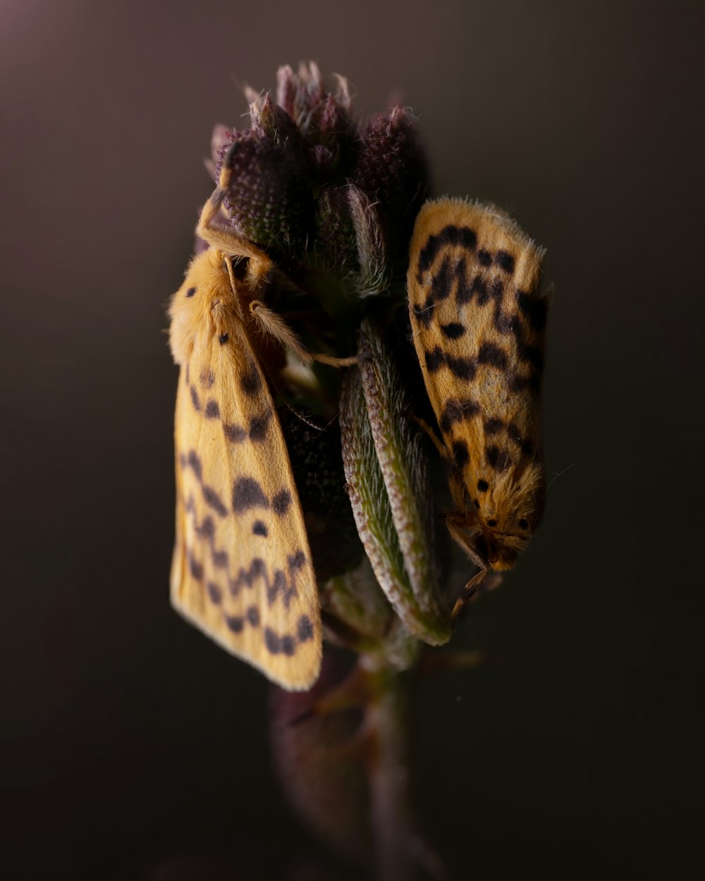 Un primer plano de una mariposa