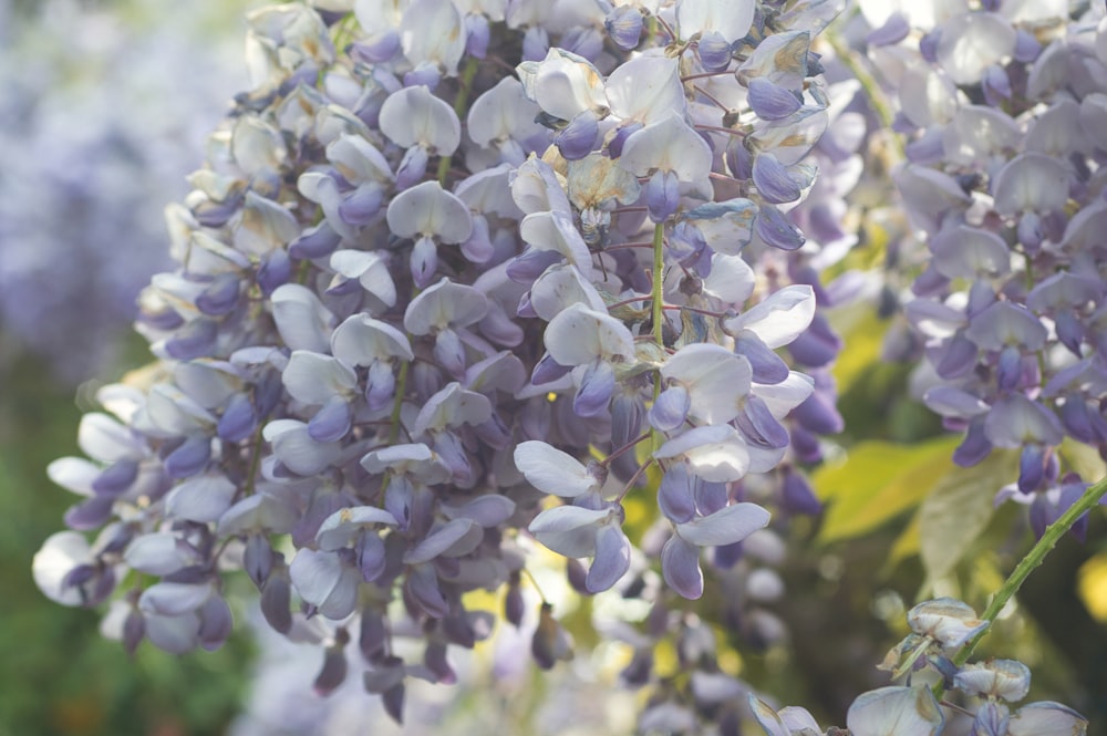 a close up of a flower