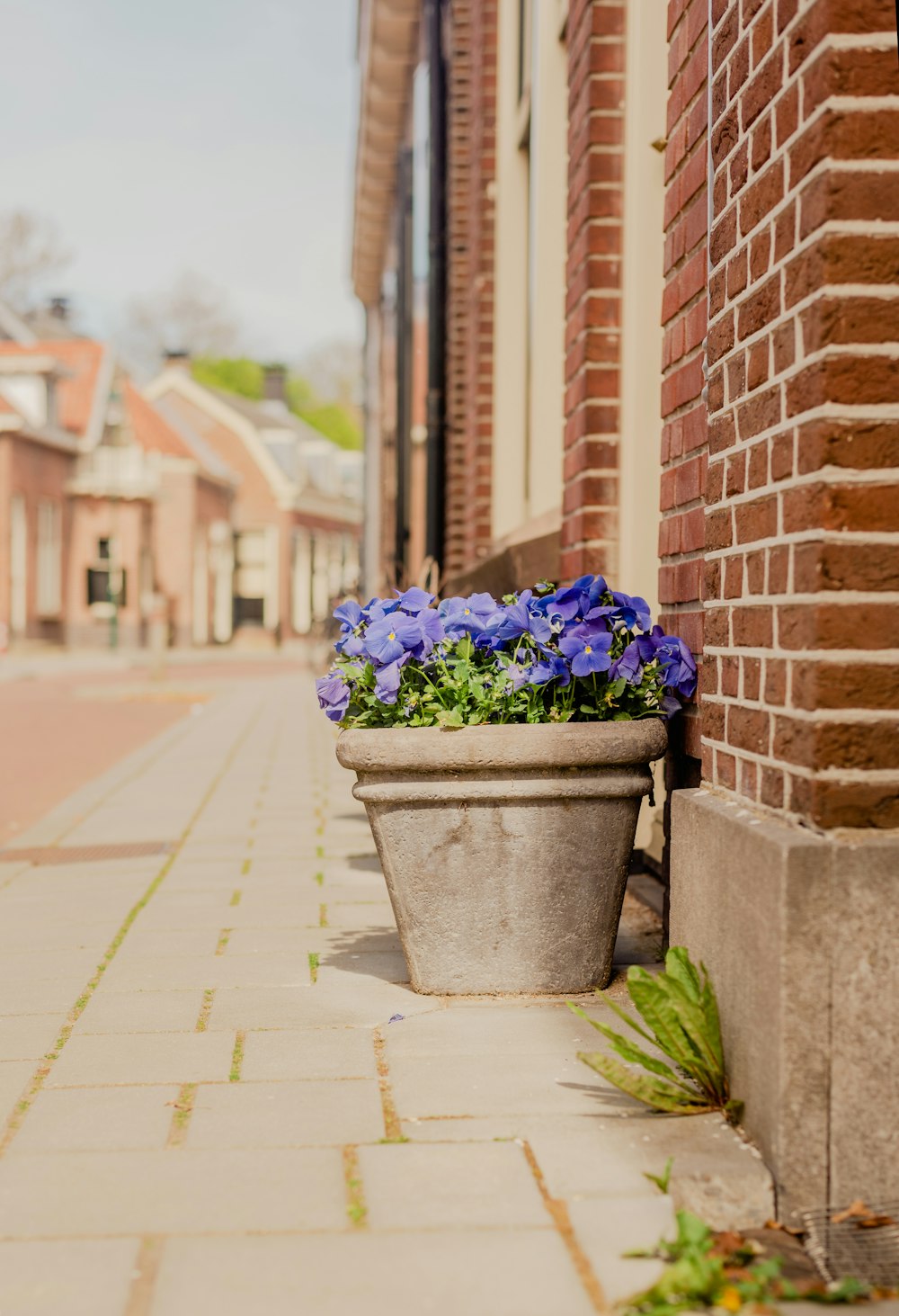a pot of flowers on a sidewalk
