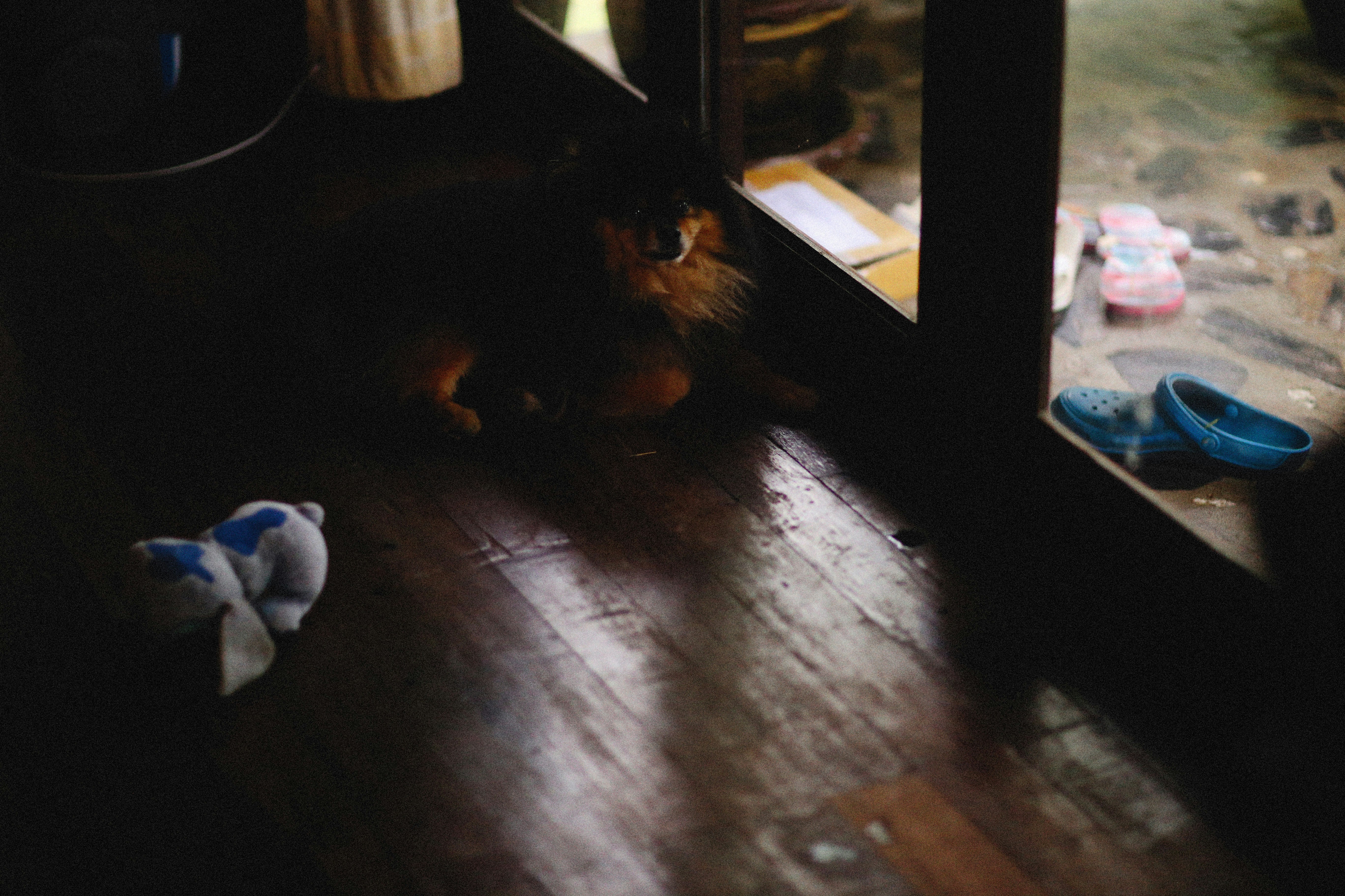 Signs of Joint Discomfort in Paw Behavior