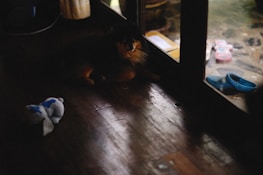 A hand placing the PulguiTrap device near a pet's resting area in a cozy home.