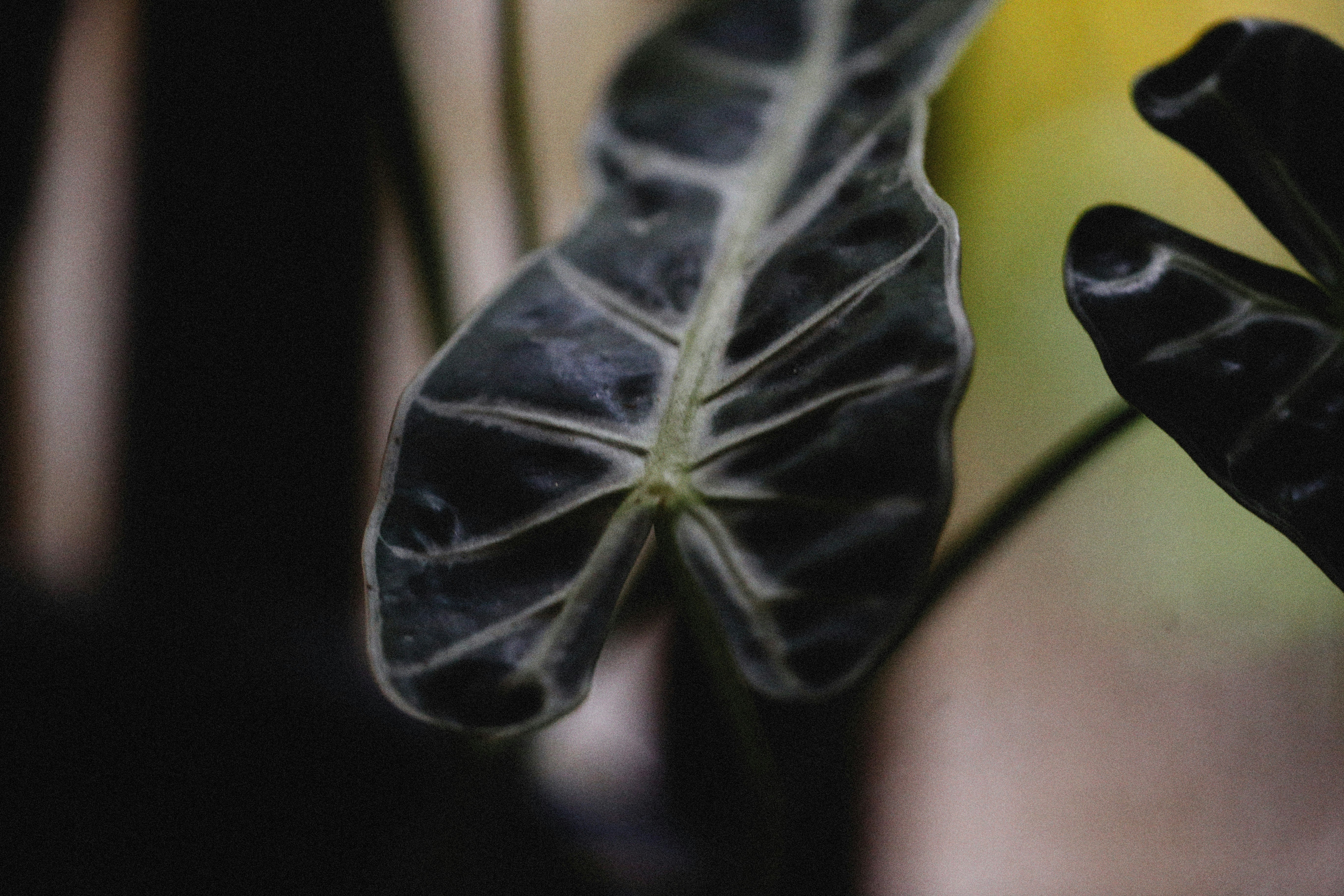 Photo by alexeydemidov