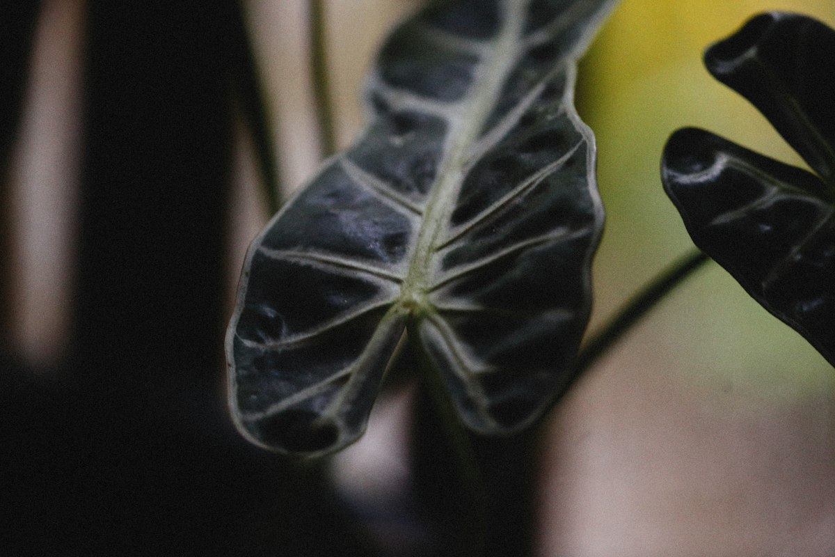 アロカシア・ノビリス｜Alocasia sanderiana 'Nobilis' 図鑑