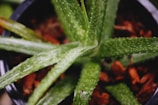 A close-up view of an aloe vera plant with thick, fleshy green leaves speckled with white dots. The leaves radiate outwards from the center in a spiral pattern, and there are brownish-red pieces of bark or mulch at the base.
