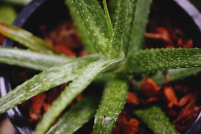 A close-up view of an aloe vera plant with thick, fleshy green leaves speckled with white dots. The leaves radiate outwards from the center in a spiral pattern, and there are brownish-red pieces of bark or mulch at the base.