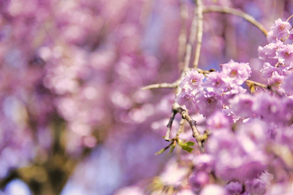 a close up of a tree branch with flowers on it