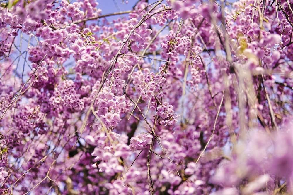 a close up of a tree with purple flowers
