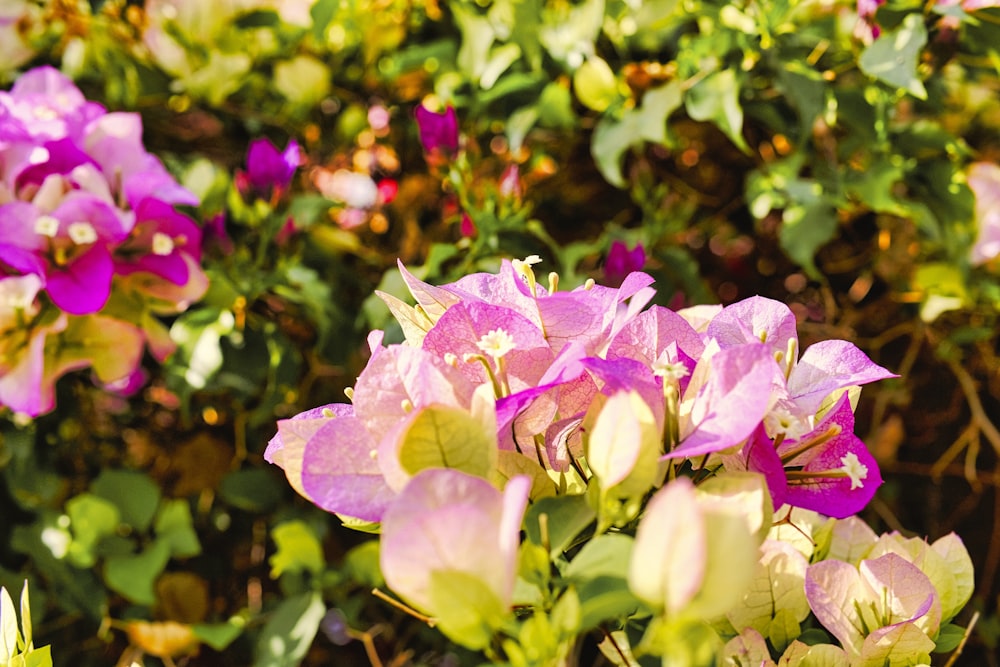 a group of flowers