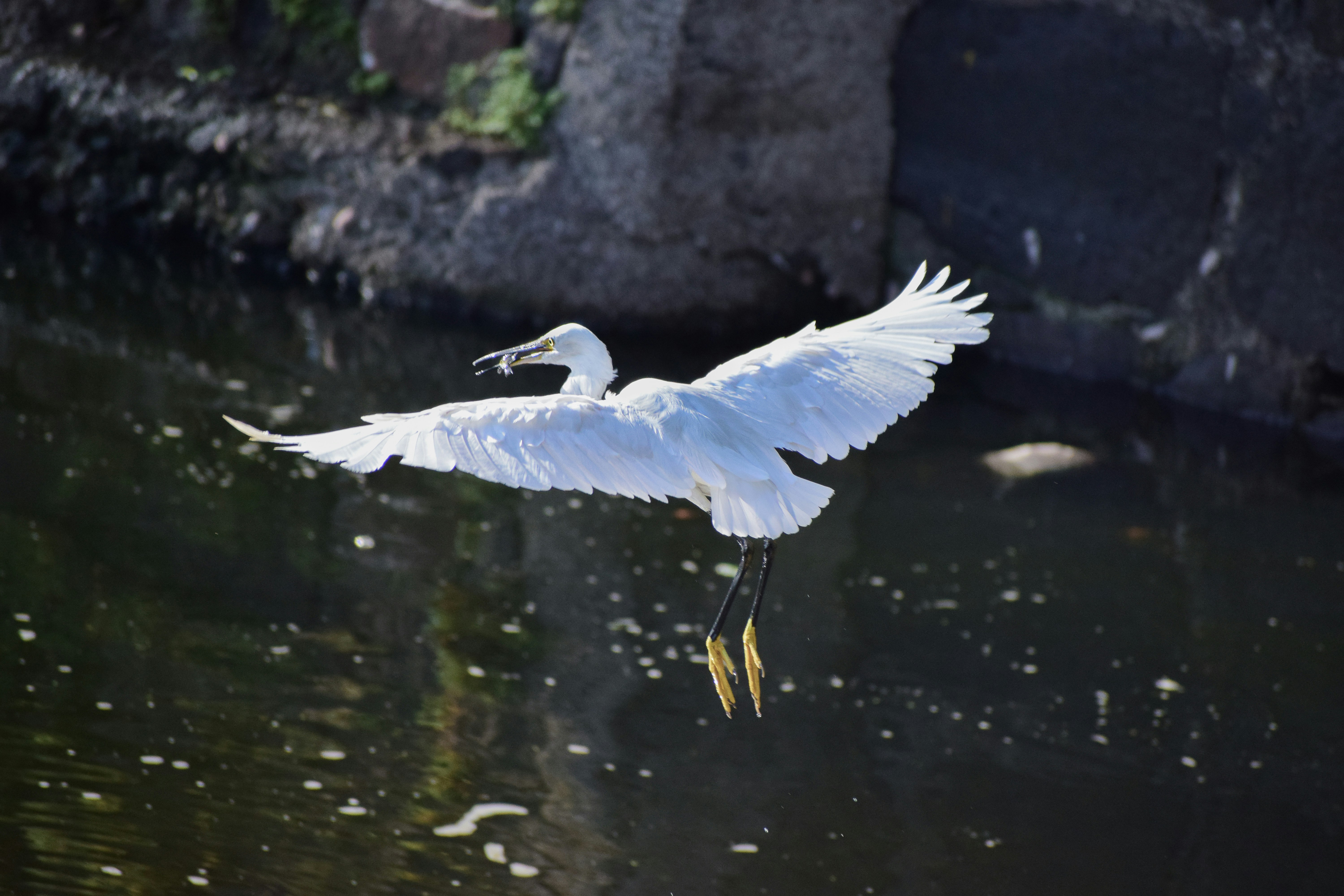 Photo by thebugadi