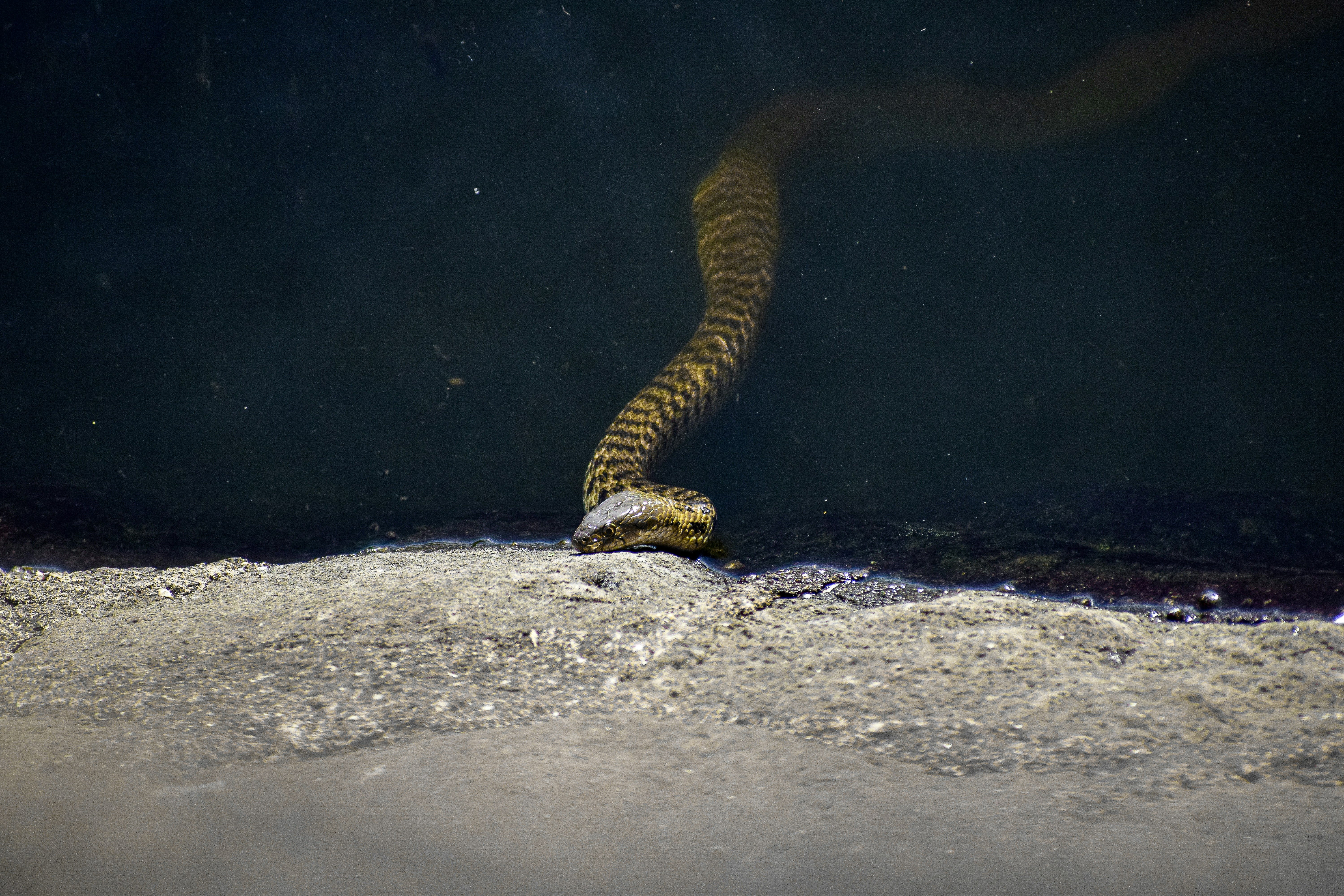 a snake on a rock