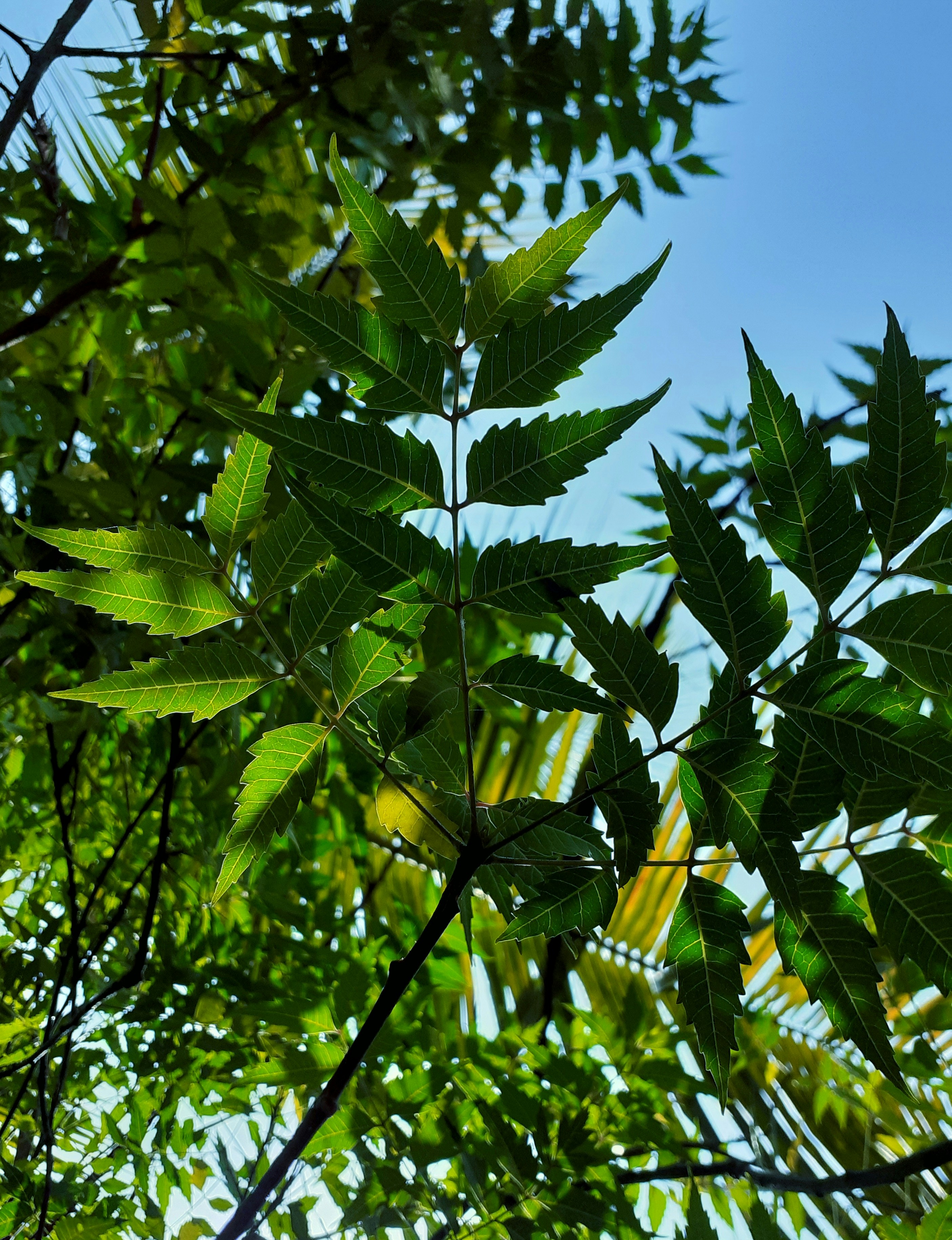 Photo by nickcardoso