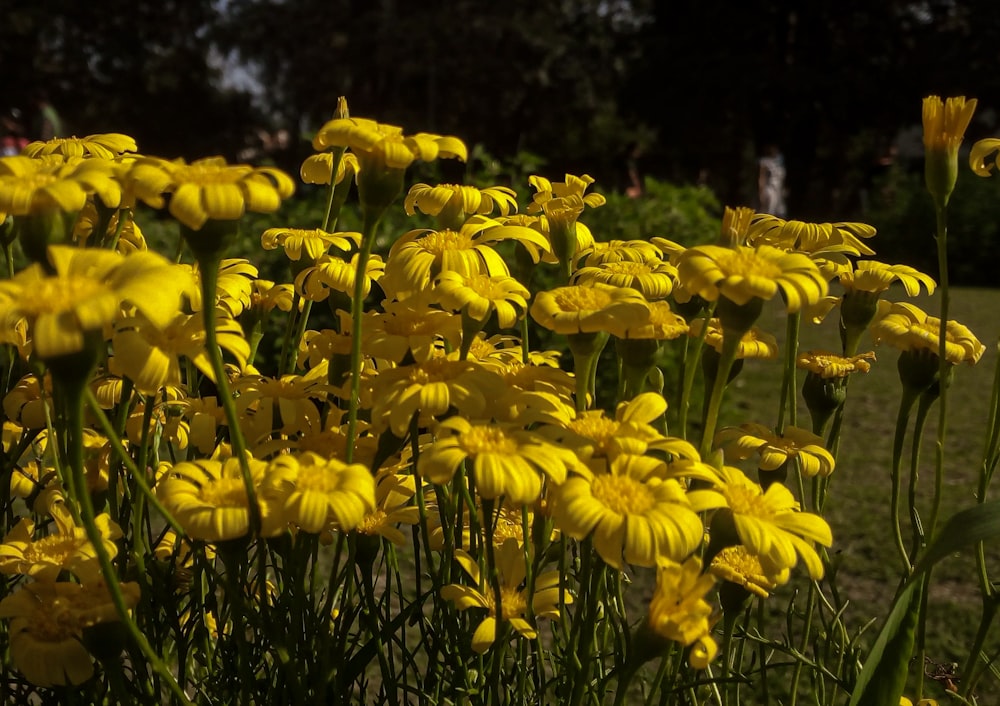 a field of yellow flowers