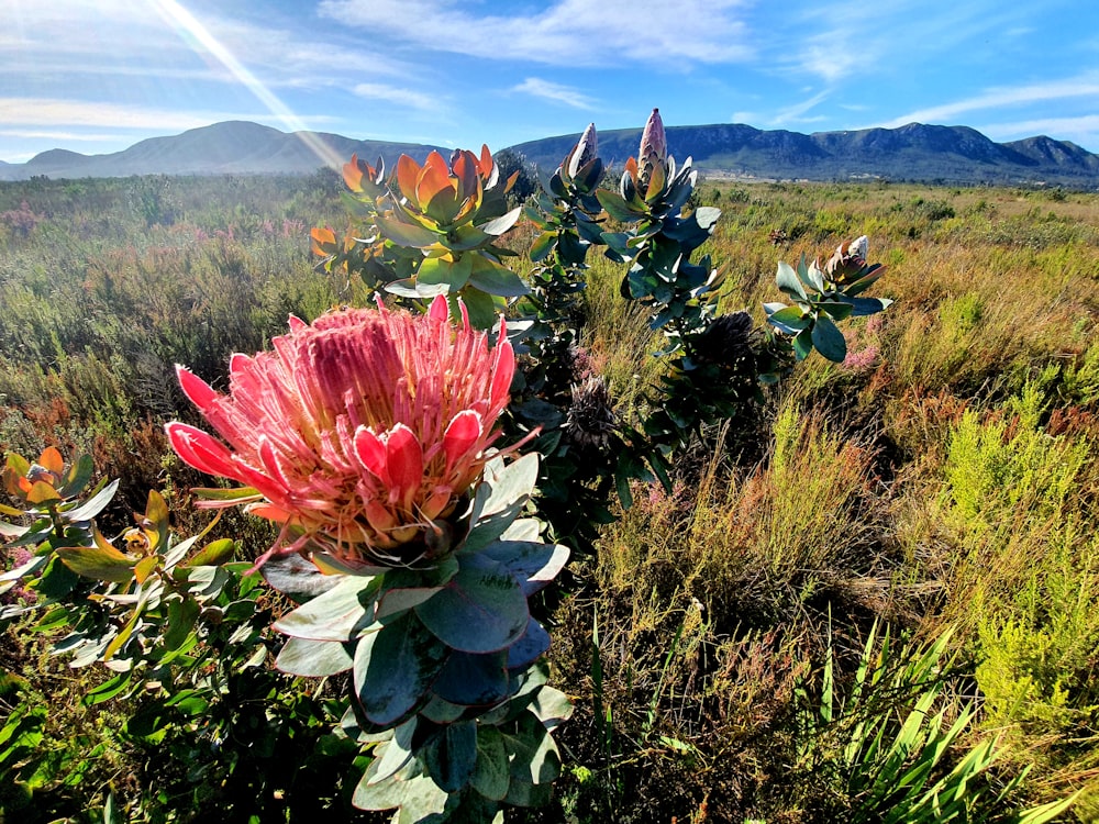 un gruppo di piante con fiori