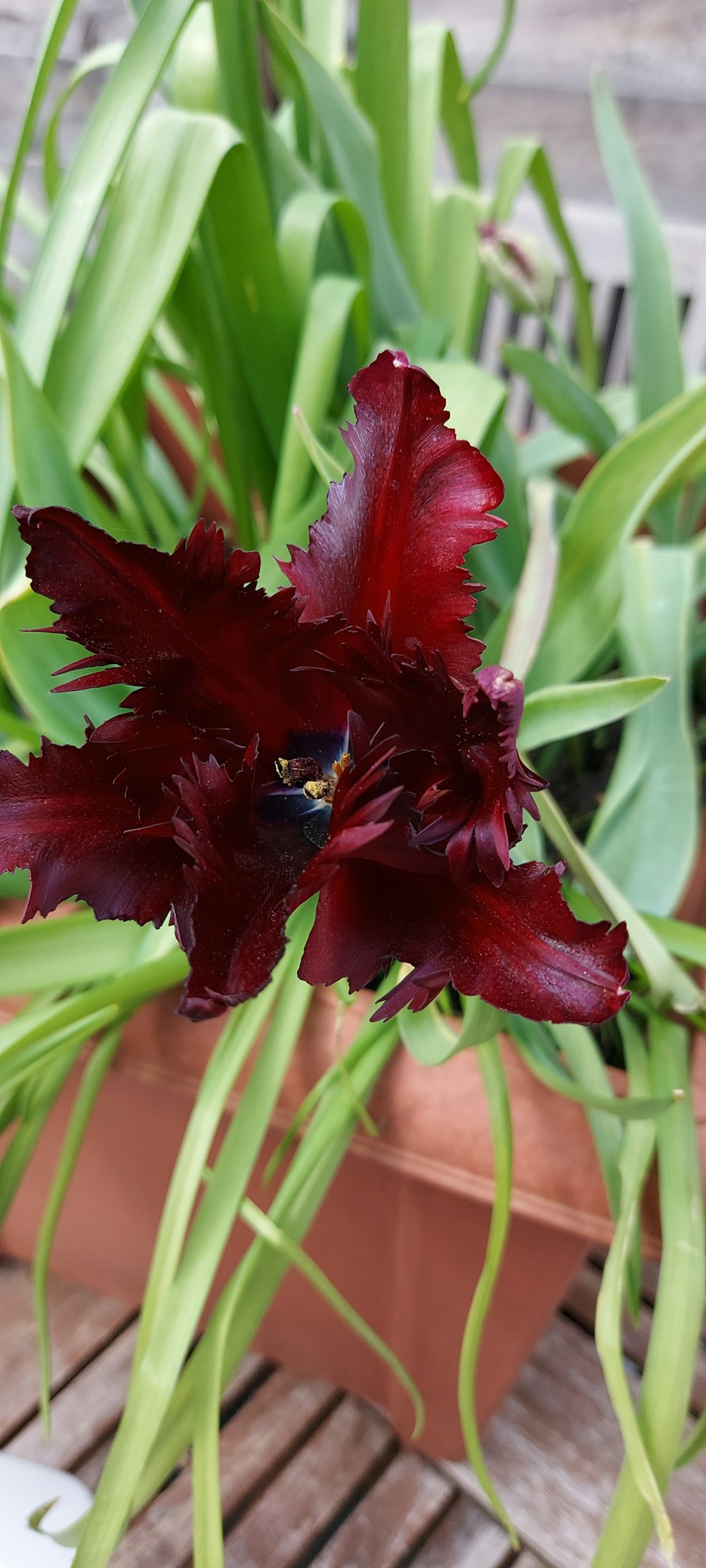 a bee on a red flower