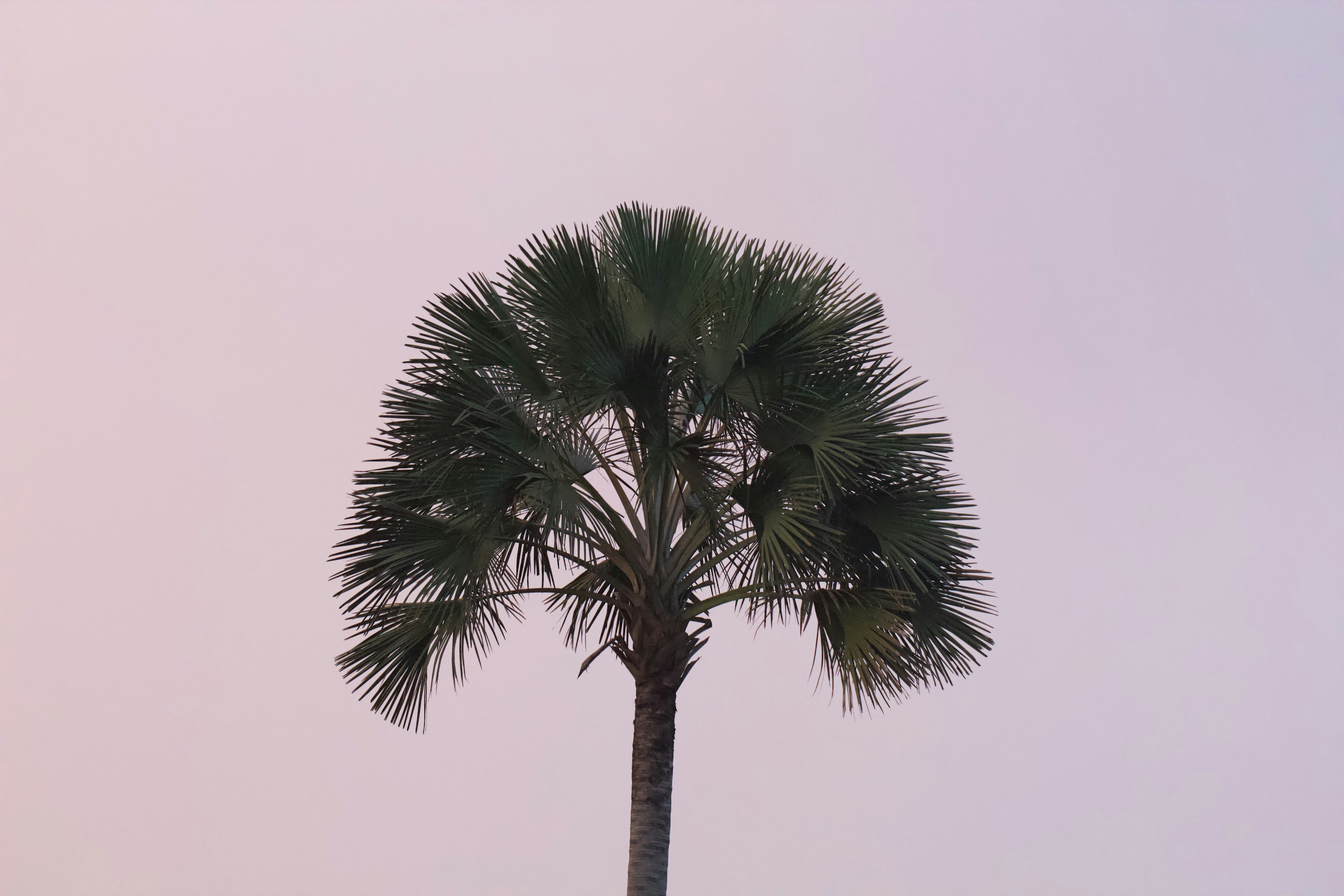 a palm tree with a white background