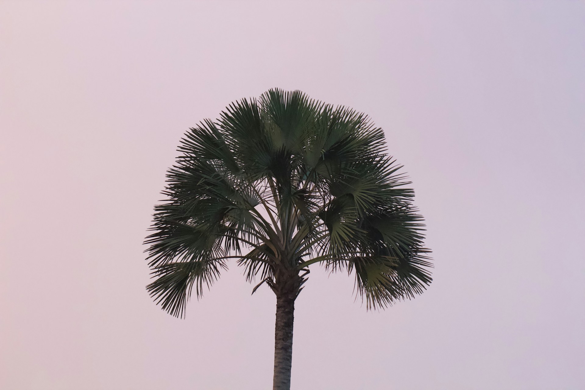 a palm tree with a white background