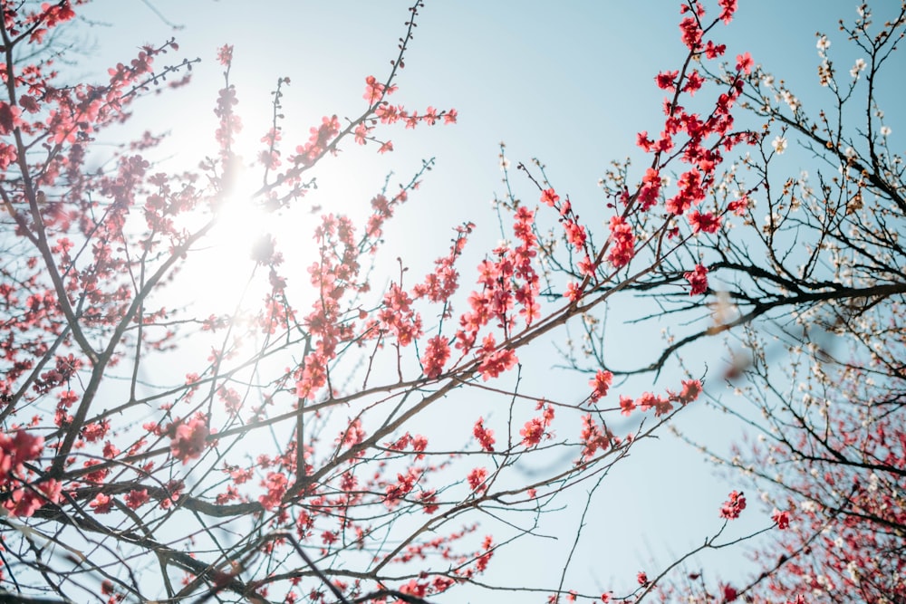 a tree with pink flowers