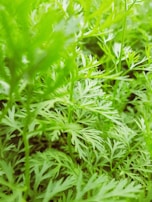 Close-up of vibrant ornamental plants with rich green foliage.