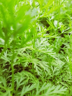 Close-up of vibrant ornamental plants with rich green foliage.