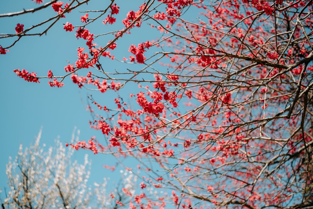 a tree with pink flowers