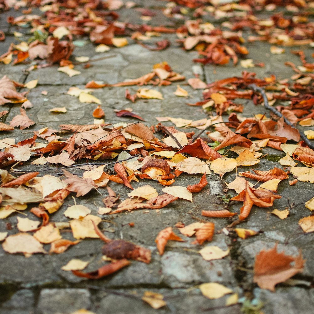 a group of leaves on the ground