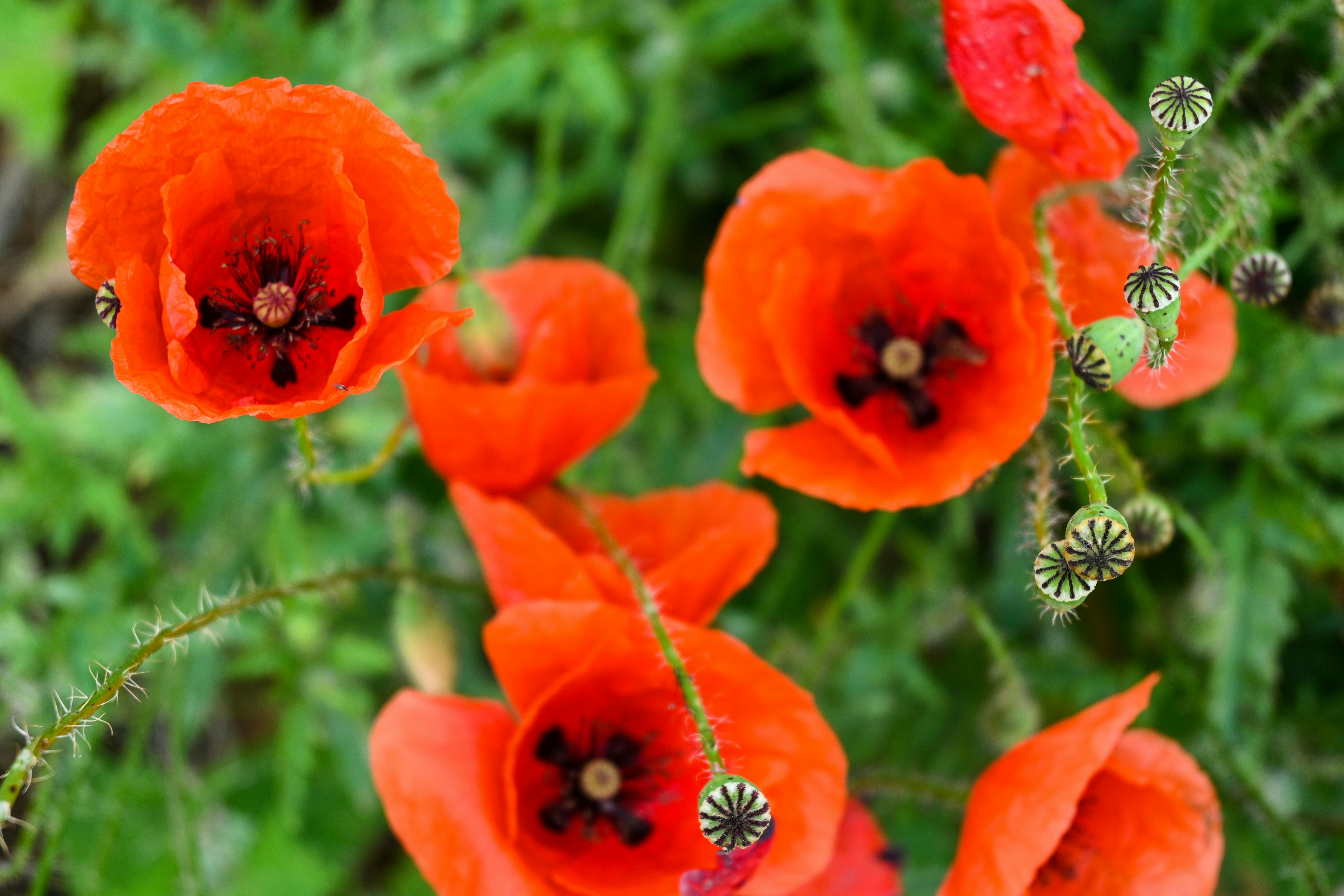 a group of orange flowers