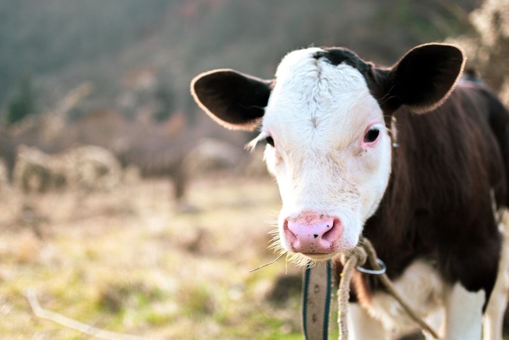 a cow with a bell around its neck