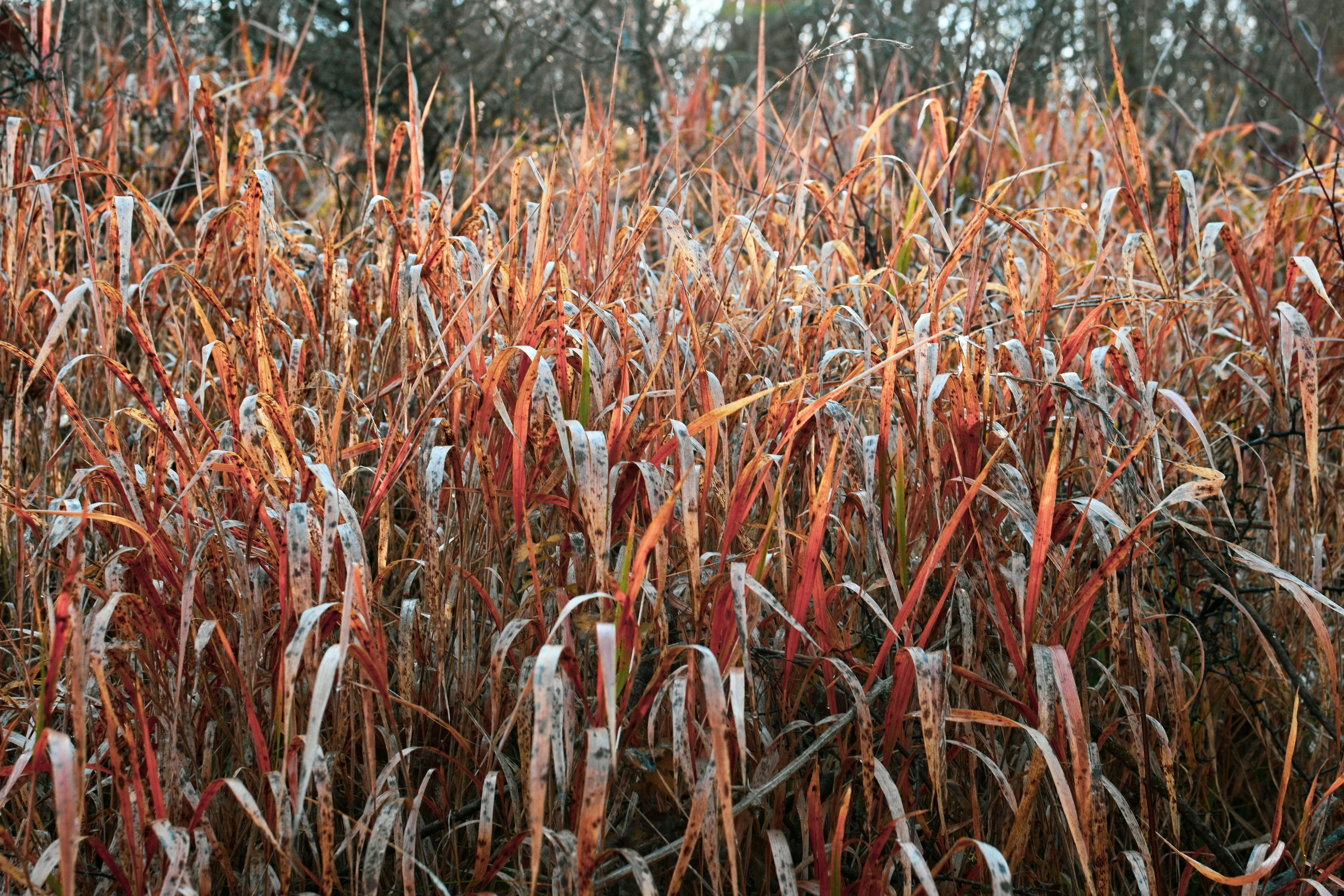 a field of brown plants