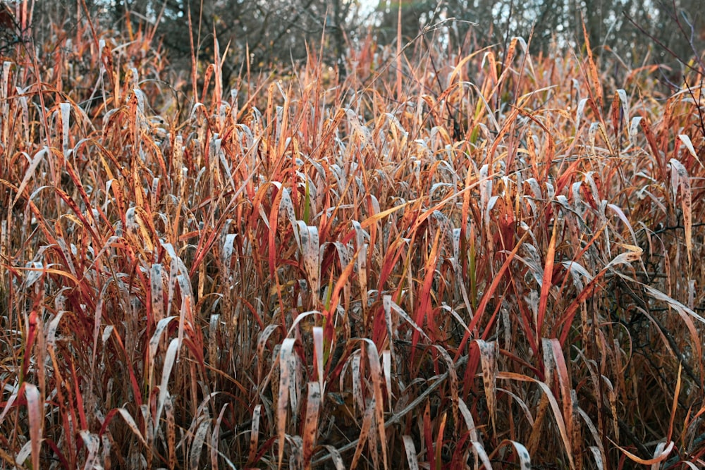a field of brown plants