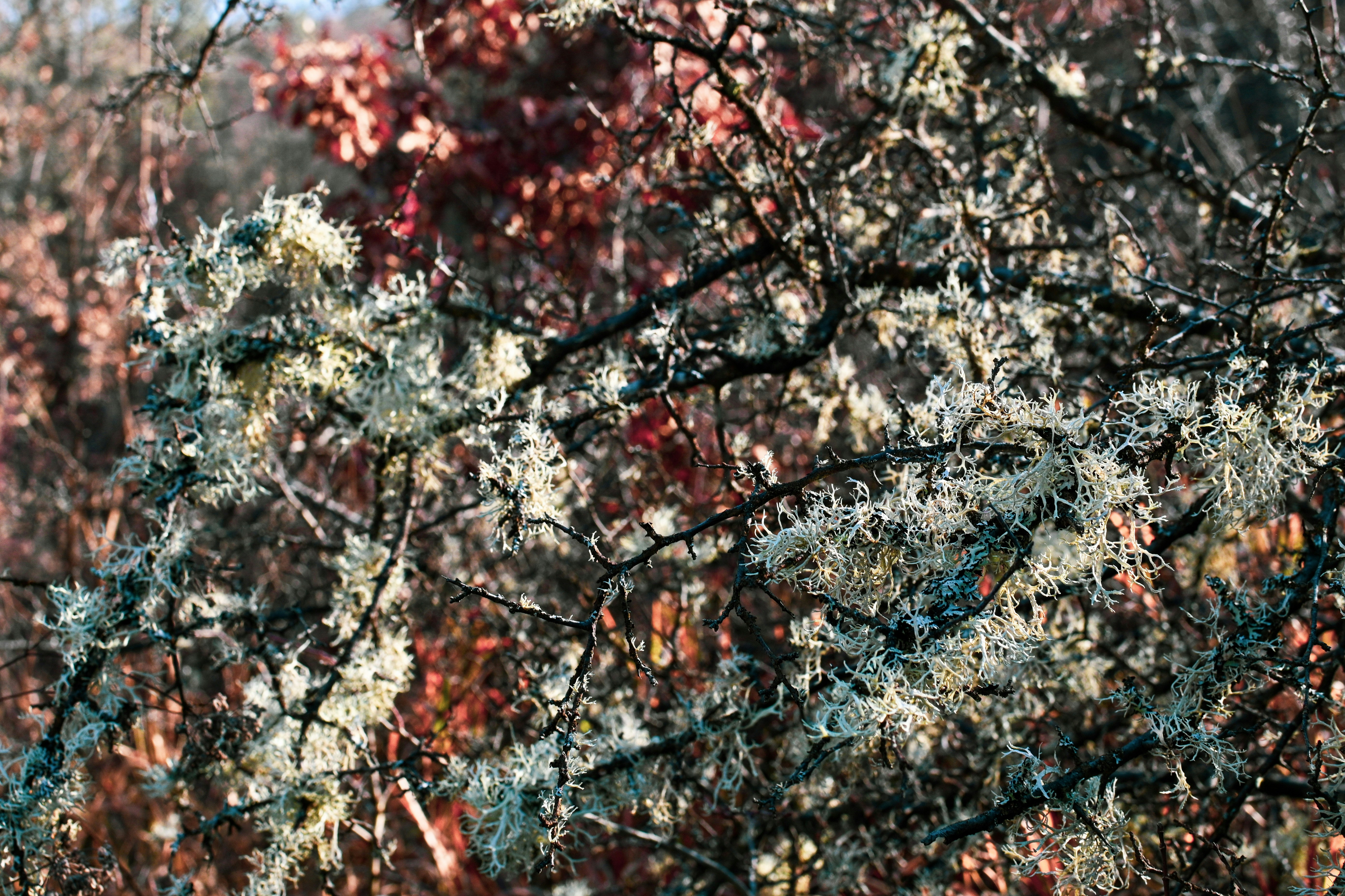 a close up of a tree