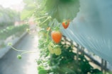 Ripening strawberries hang from green stems in a greenhouse setting. The strawberries are in various stages of ripeness with a few already bright red, indicating they are ready to be picked. The background is softly blurred, creating a serene and warm atmosphere.