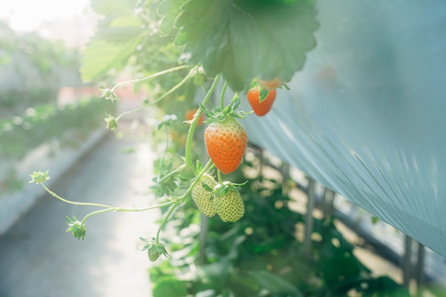 Ripening strawberries hang from green stems in a greenhouse setting. The strawberries are in various stages of ripeness with a few already bright red, indicating they are ready to be picked. The background is softly blurred, creating a serene and warm atmosphere.