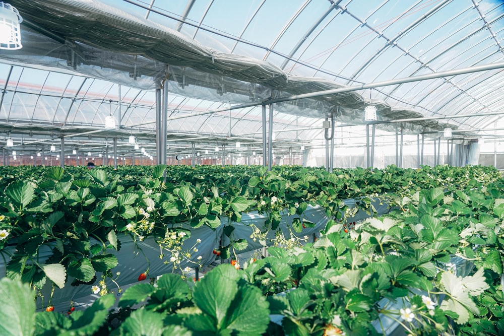 a greenhouse with many plants