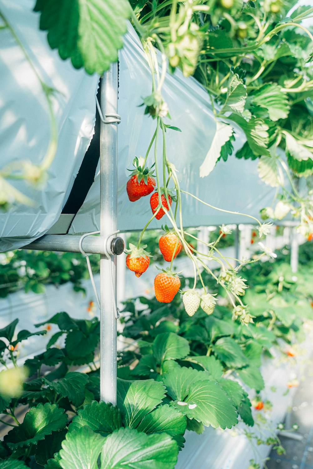 a group of strawberries growing on a plant