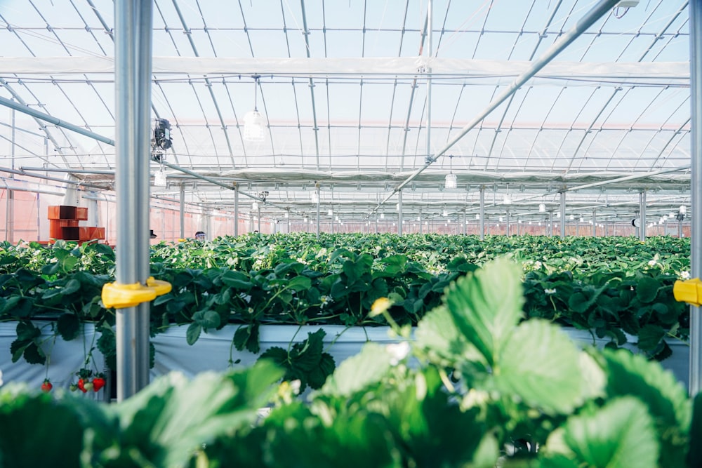 a greenhouse with plants