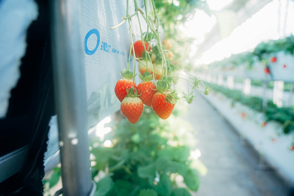 a group of strawberries growing on a plant