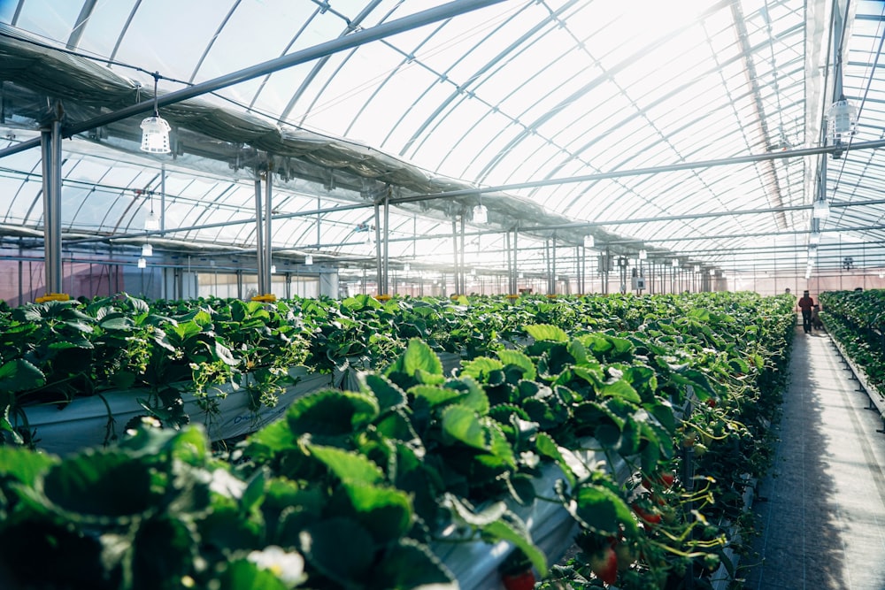 a greenhouse with plants