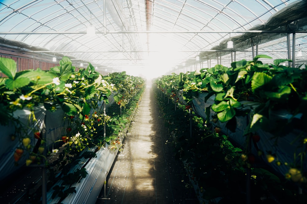 rows of plants in a greenhouse