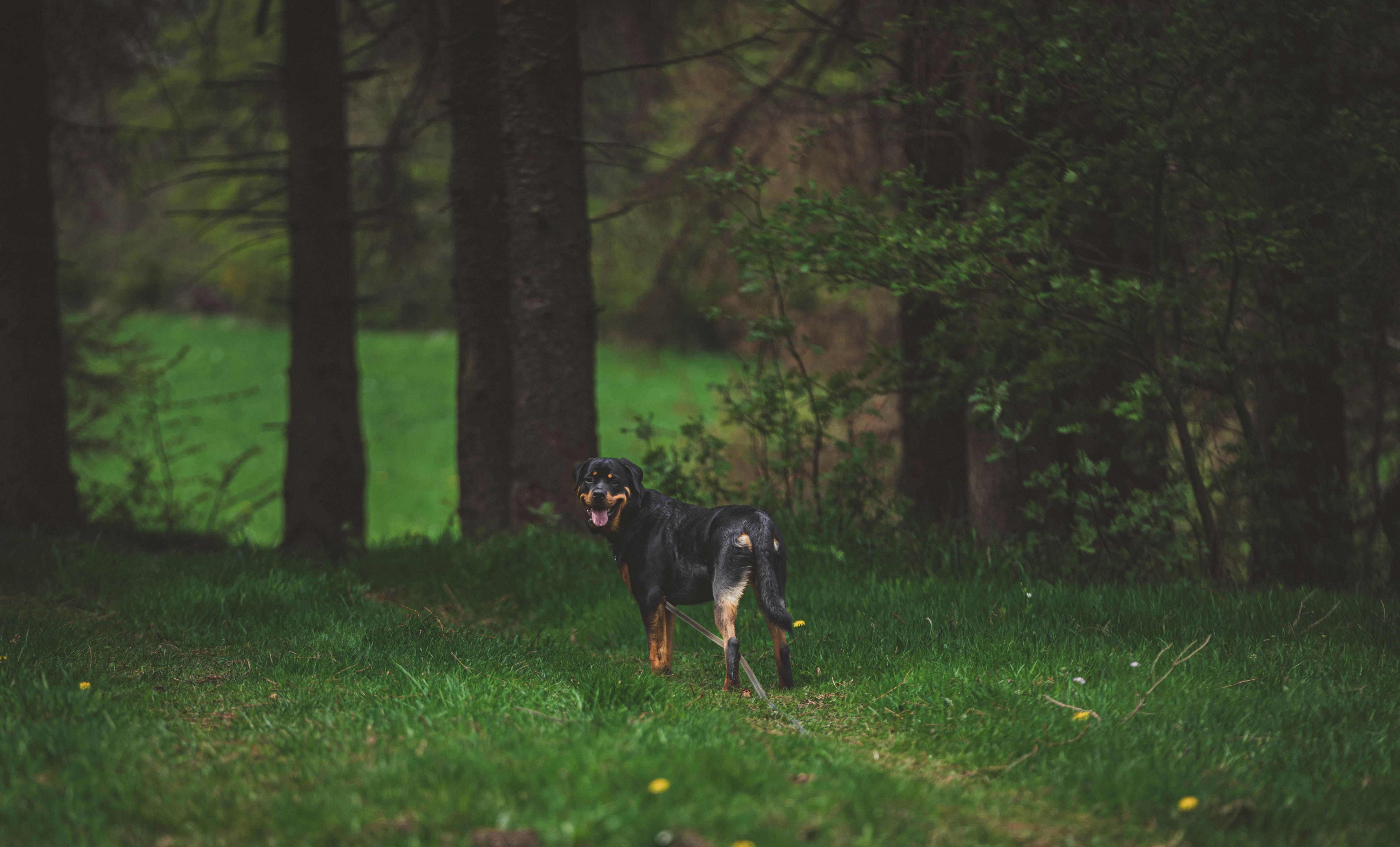 Rottweiler: The Powerful Protector (image credits: unsplash)