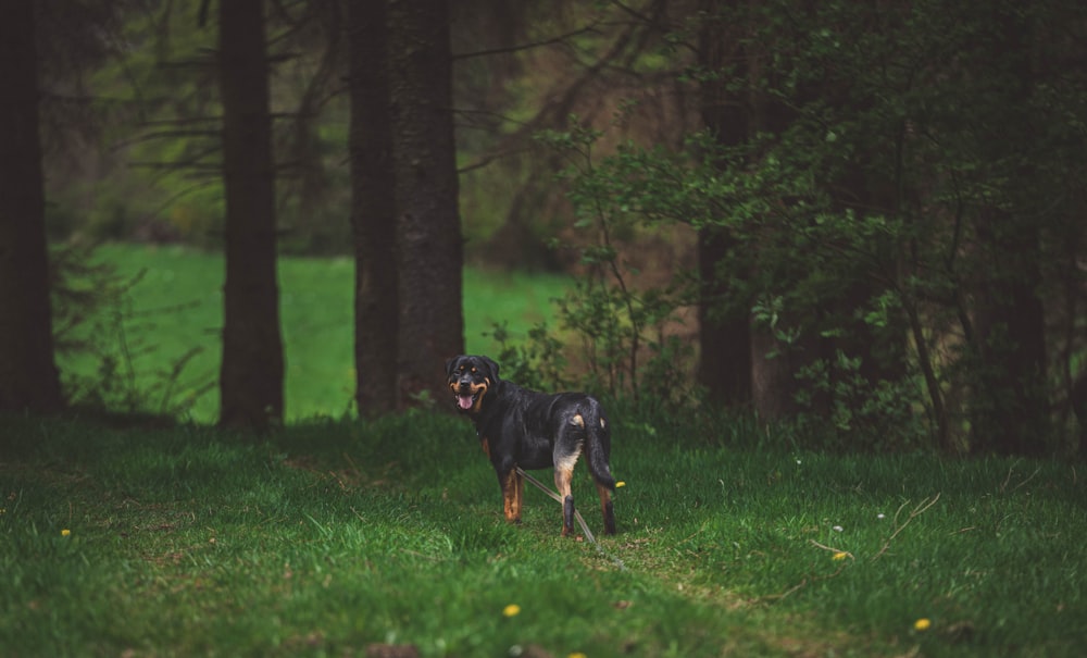 a dog running in a grassy area