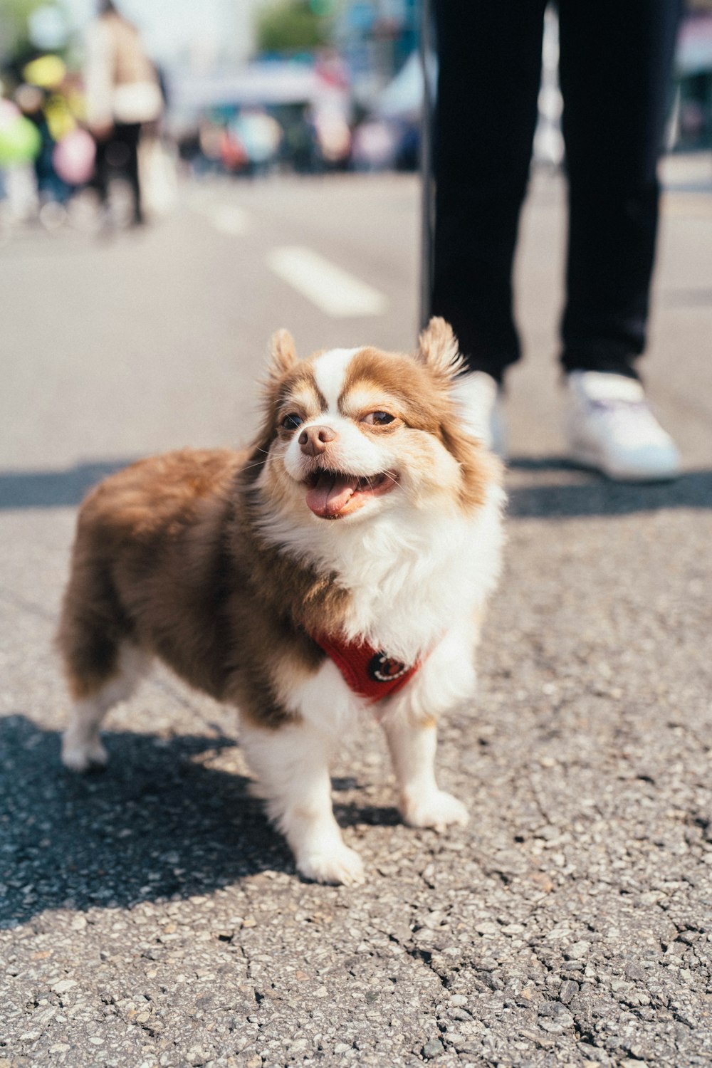 a dog standing on a street