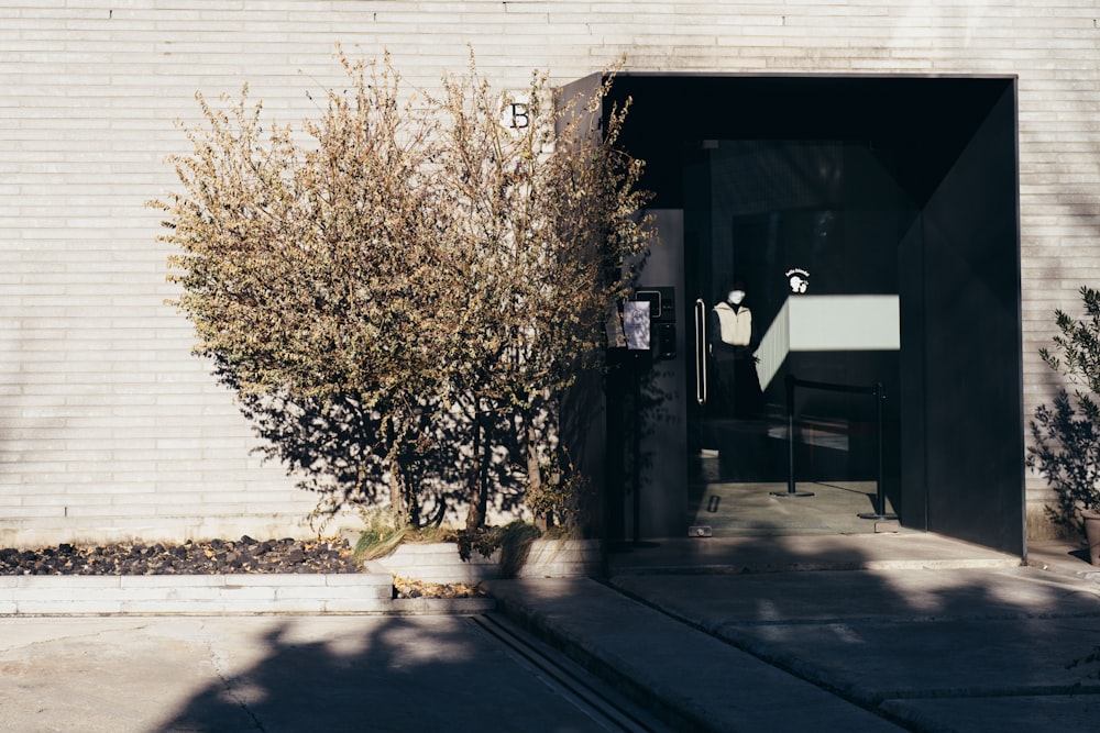 a tree in front of a building